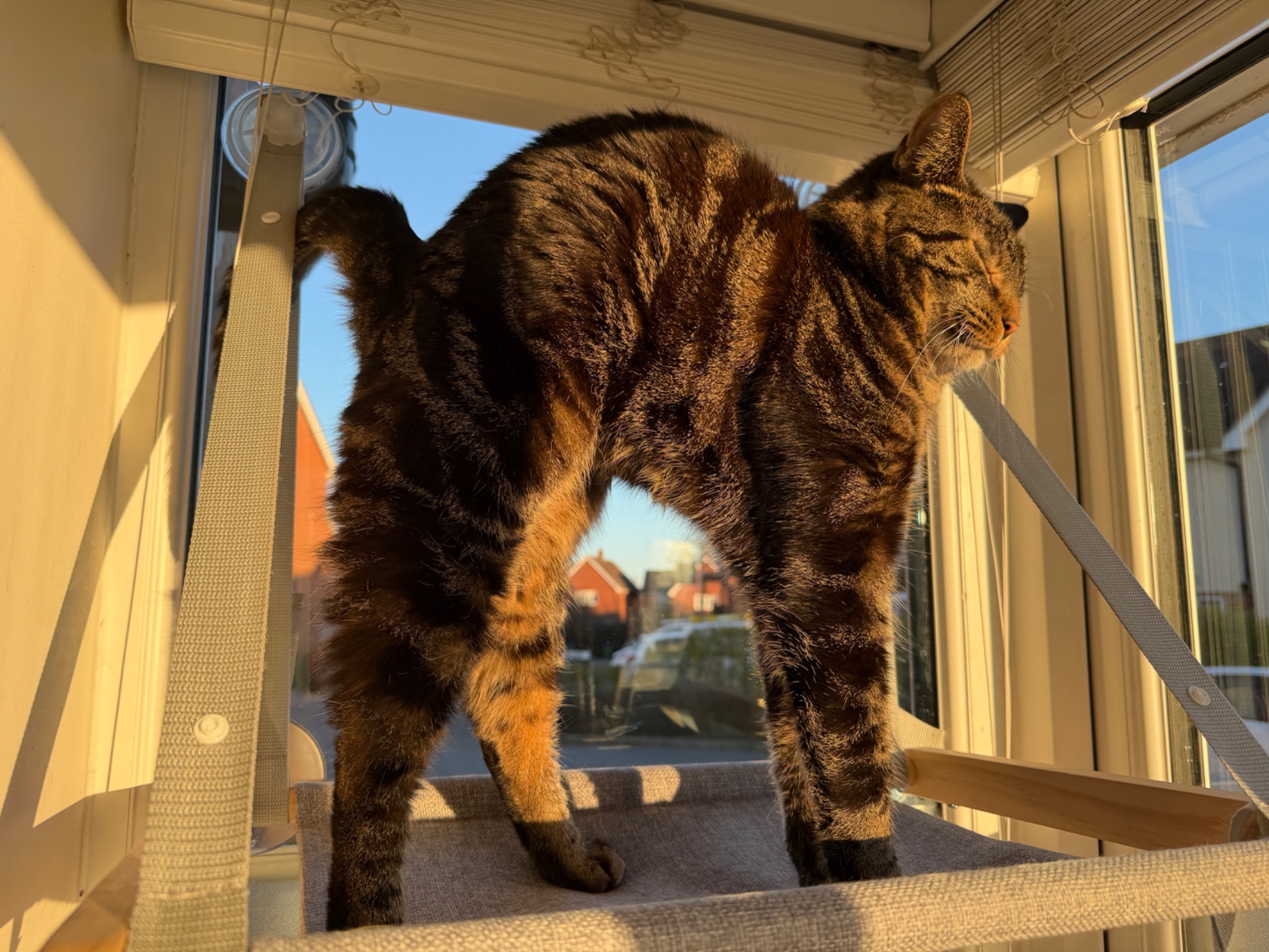 Cat stretch